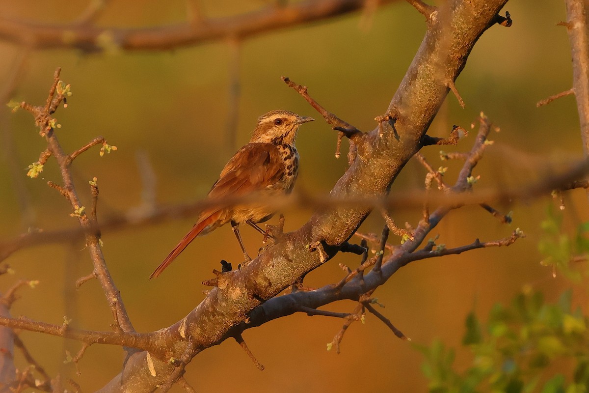 flekkpalmeskvett - ML643864978