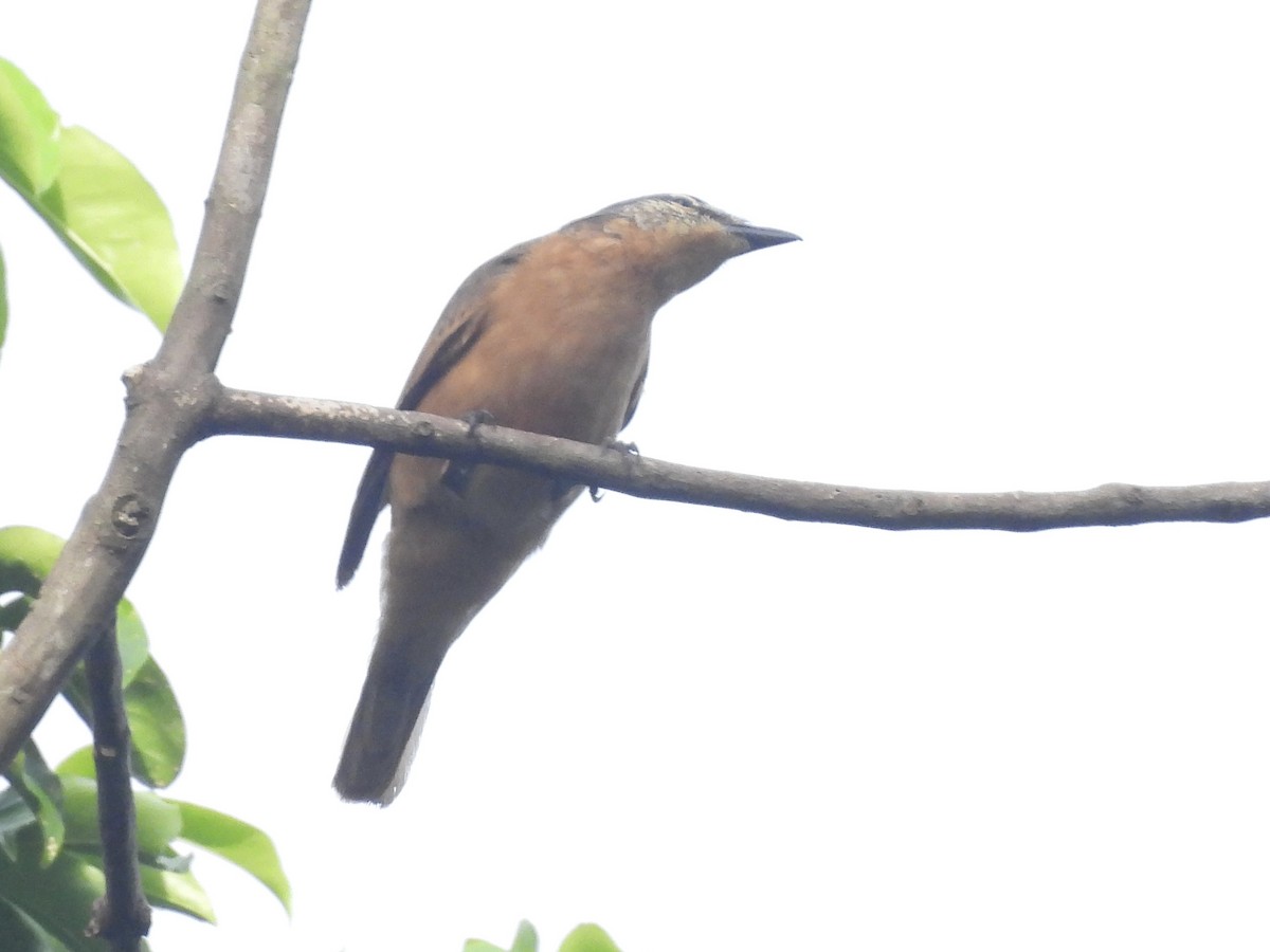 Bismarck Cicadabird (New Ireland) - ML643864982