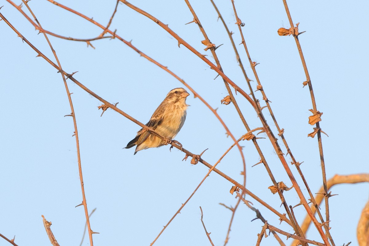 Reichenow's Seedeater - ML643864989