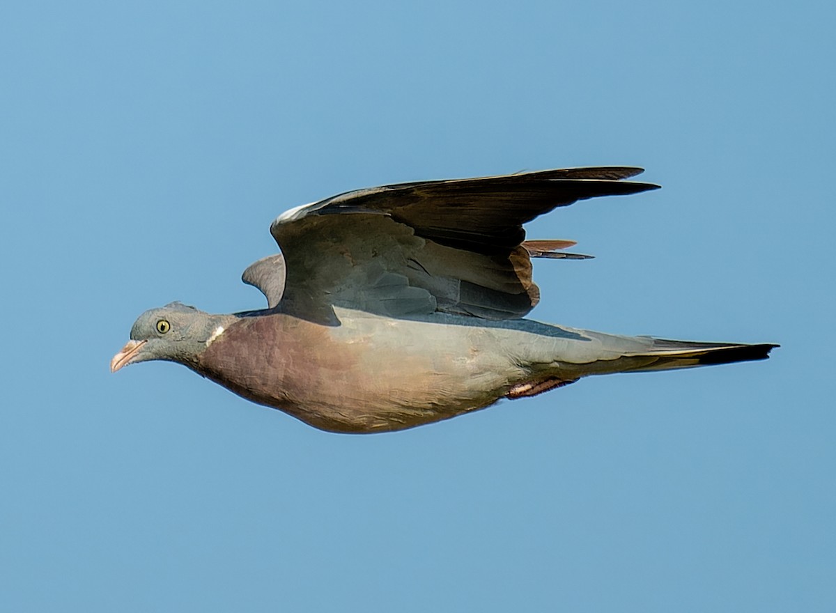 Common Wood-Pigeon - ML643864990