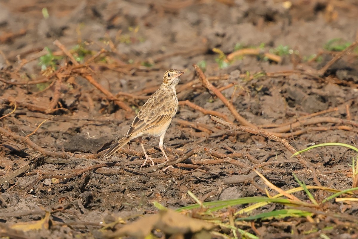African Pipit - ML643864991