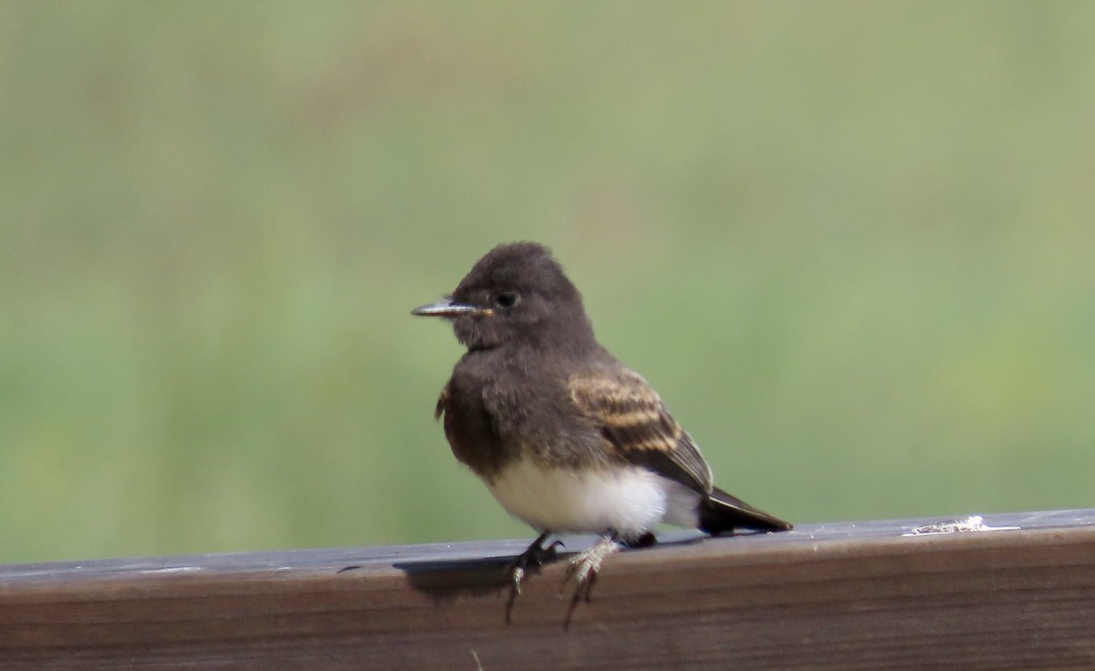 Black Phoebe - ML643864992