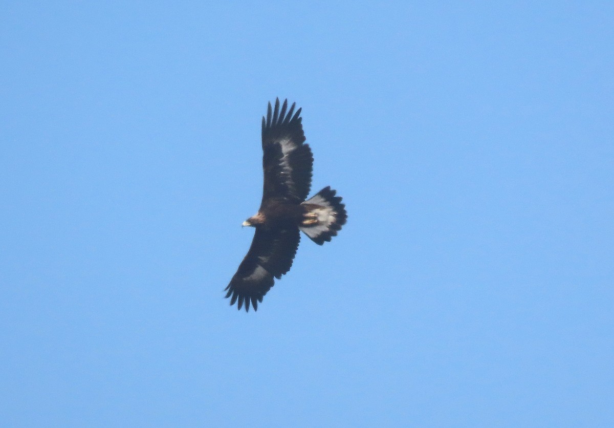 Golden Eagle - ML643864993