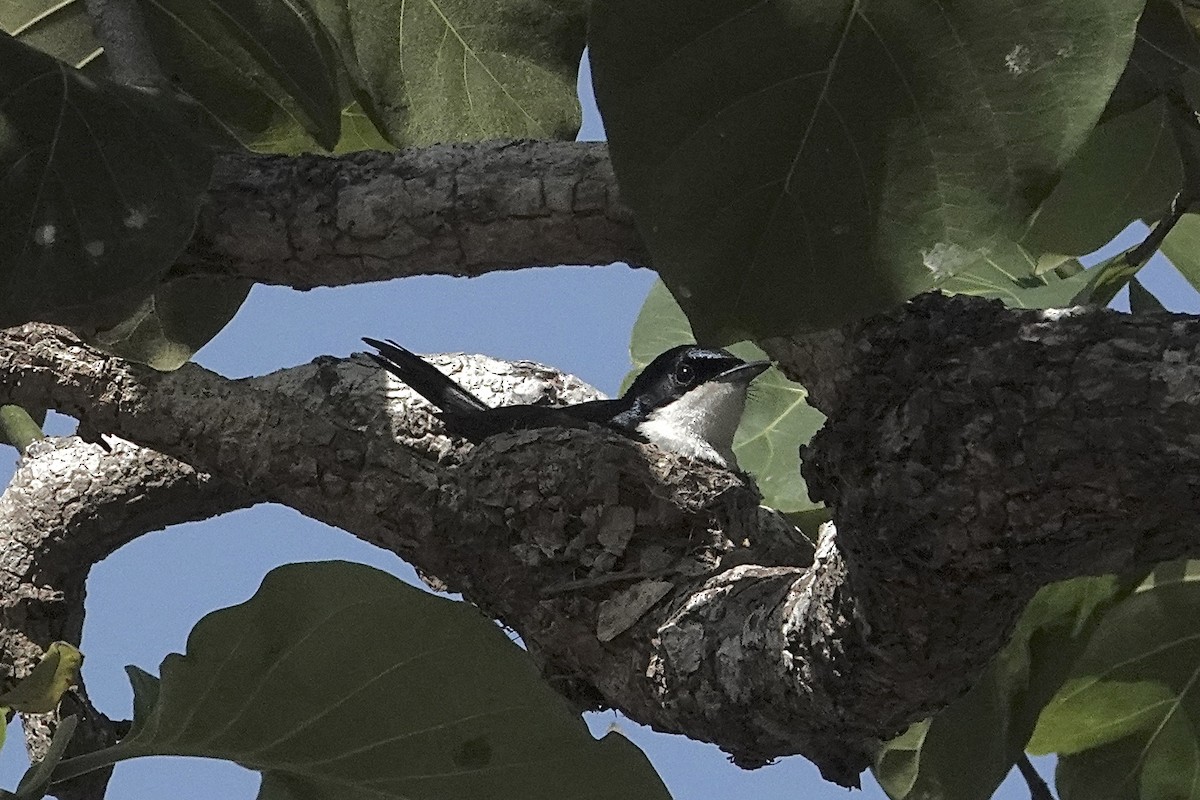 Paperbark Flycatcher - ML643864994