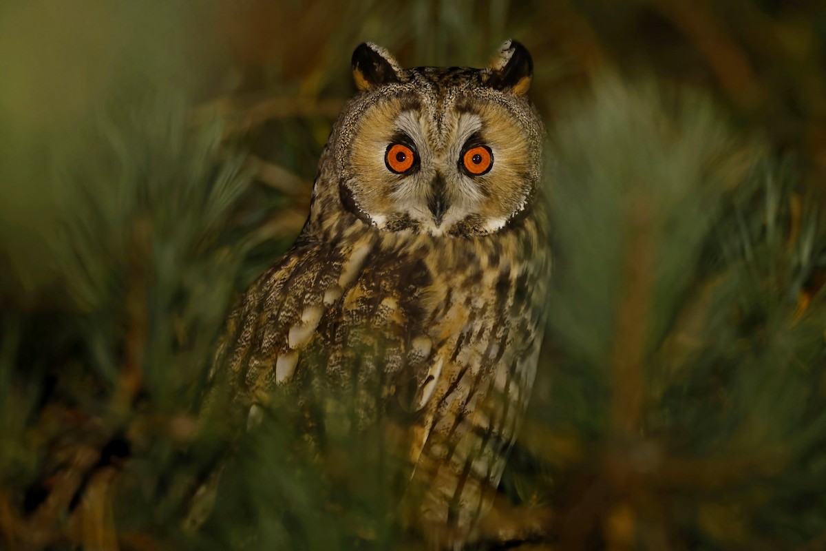 Long-eared Owl - ML643864996