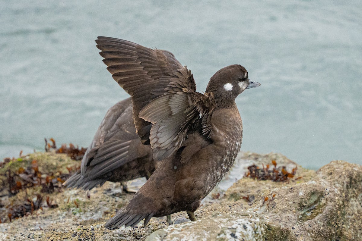 Harlequin Duck - ML643864997