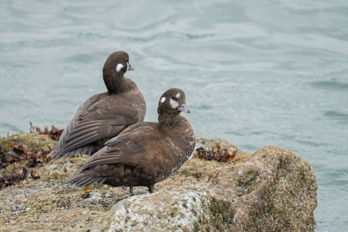 Harlequin Duck - ML643864998