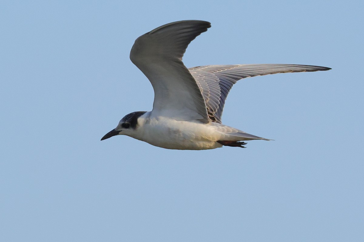 Gull-billed Tern - ML643864999