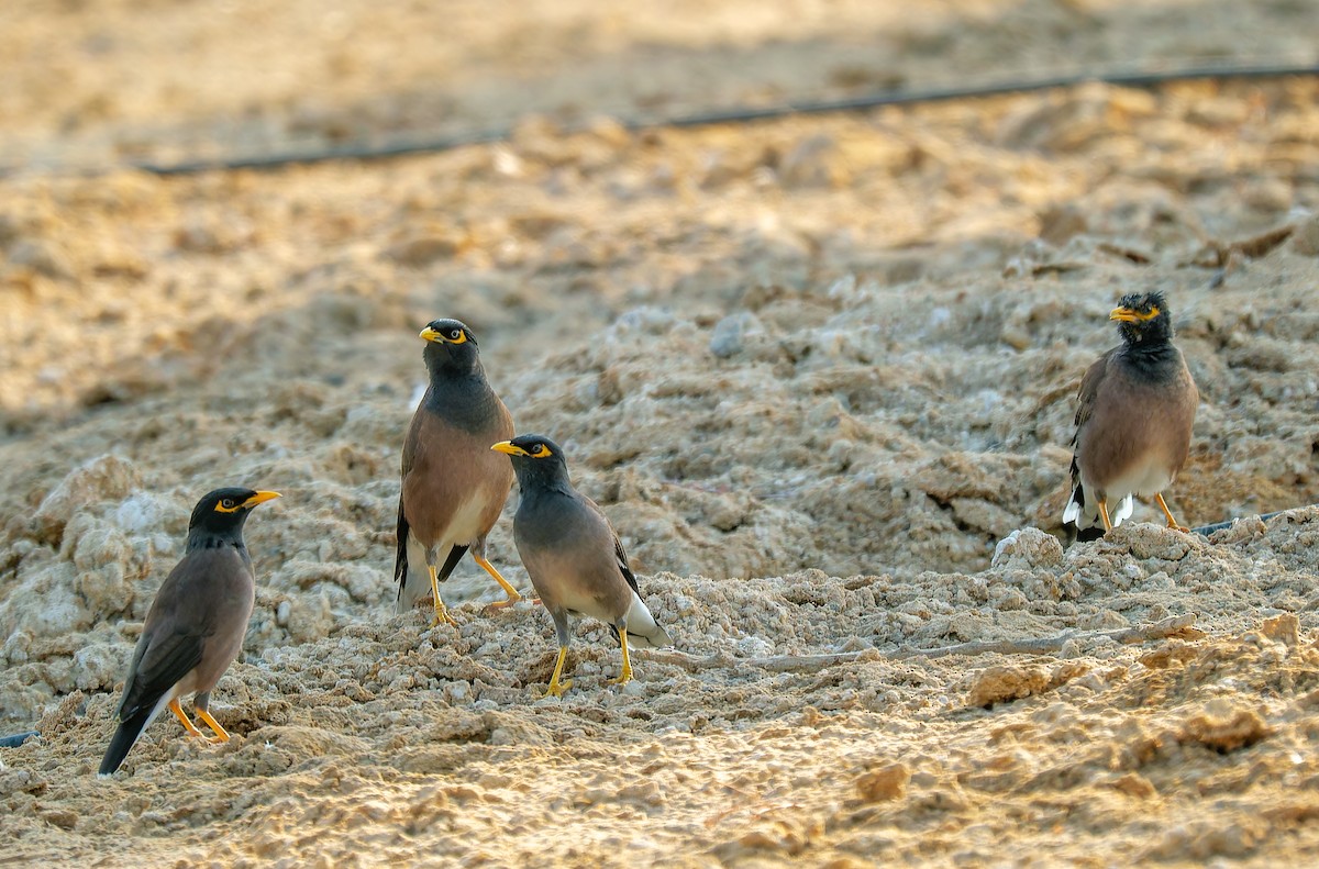 Common Myna - ML643865000