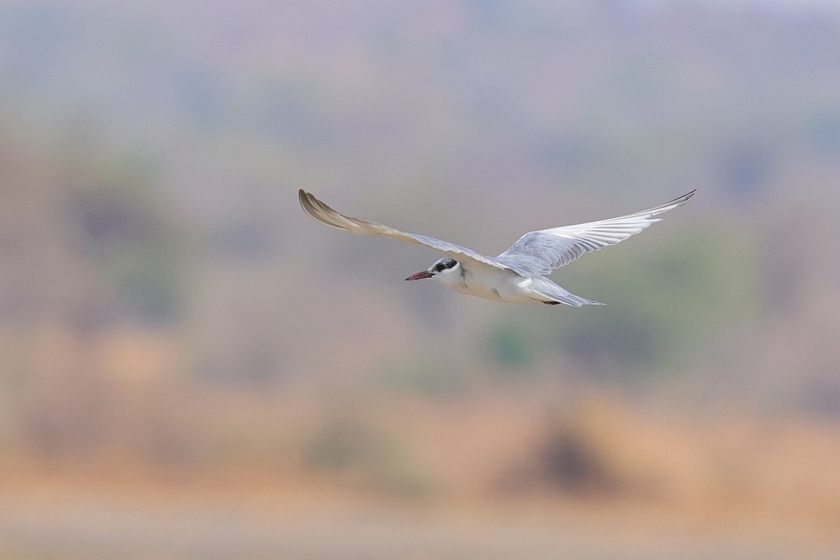 Whiskered Tern - ML643865001