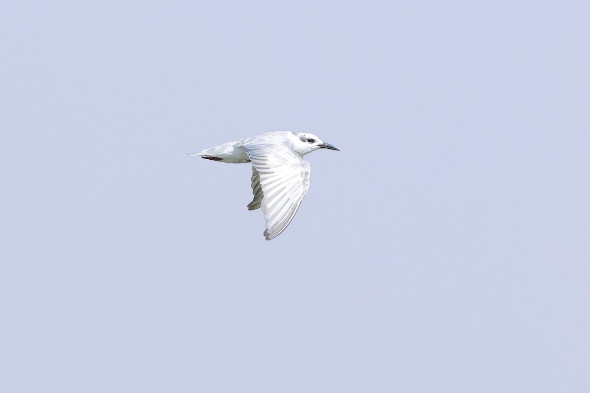 White-winged Tern - ML643865002