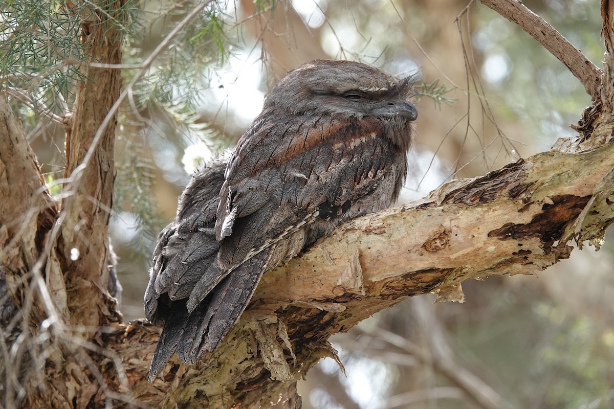 Tawny Frogmouth - ML643865003