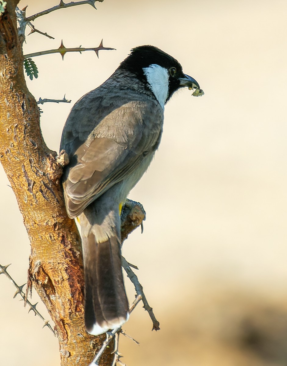 White-eared Bulbul - ML643865004