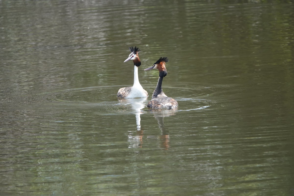 Great Crested Grebe - ML643865005