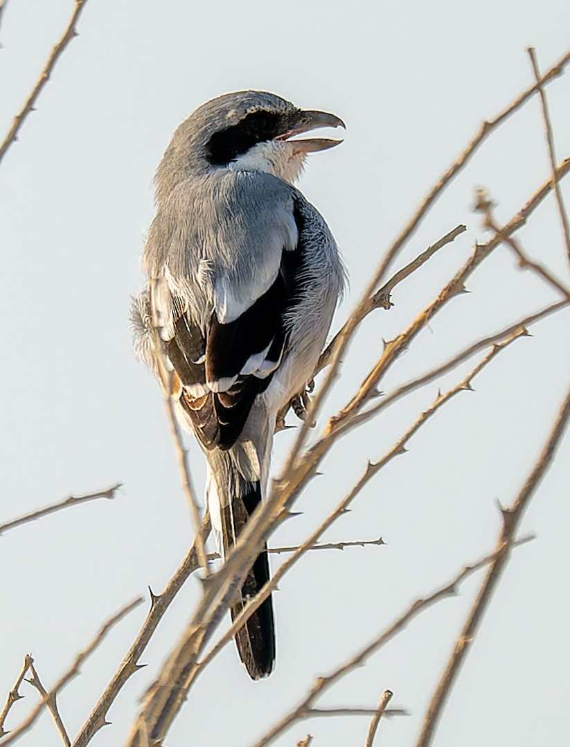 Great Gray Shrike - ML643865006
