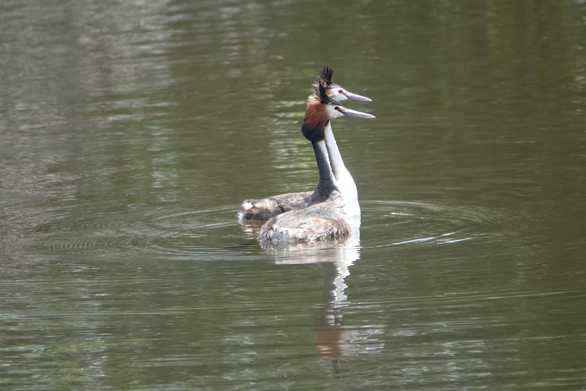 Great Crested Grebe - ML643865007