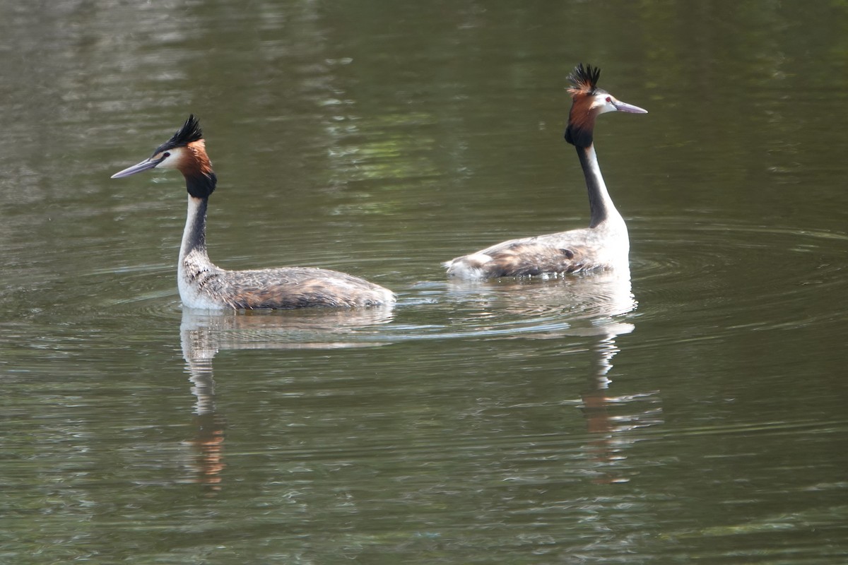 Great Crested Grebe - ML643865009