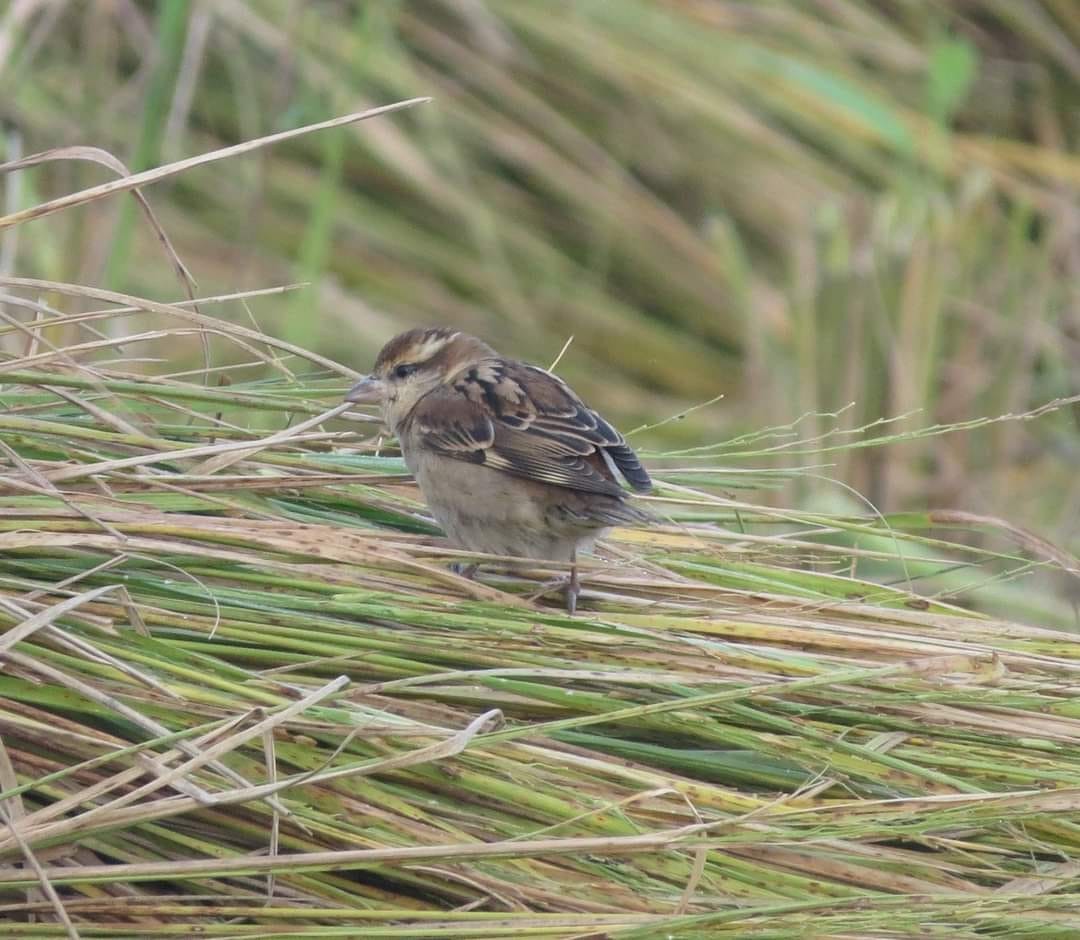 Russet Sparrow - ML643865011