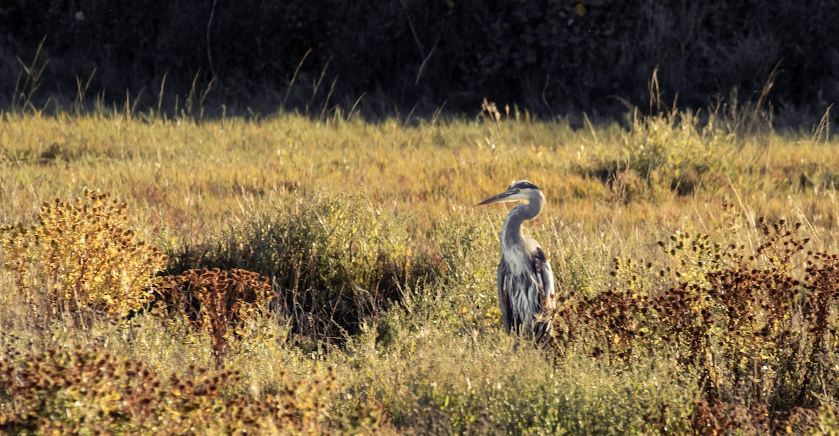 Great Blue Heron - ML643865015