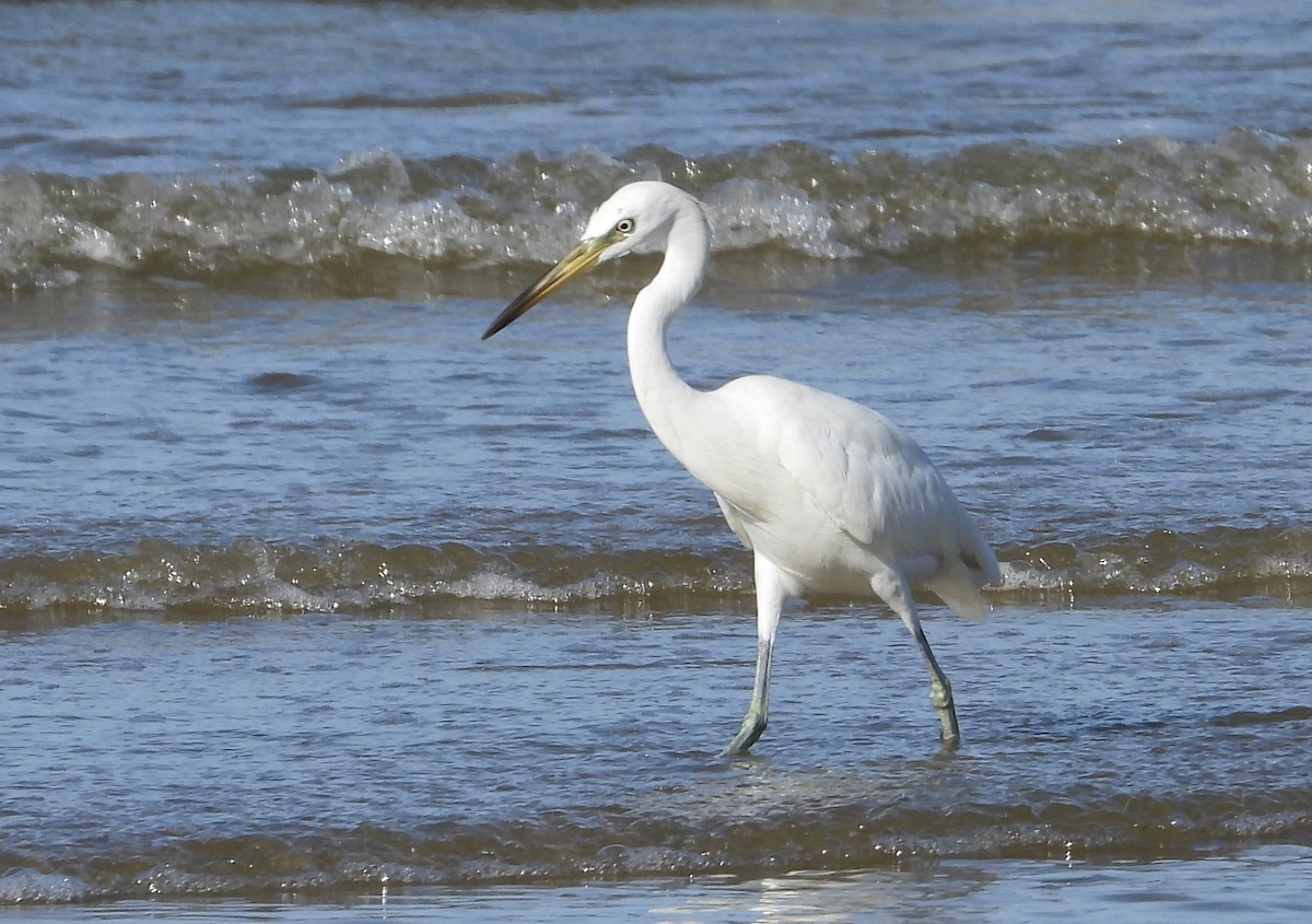 Chinese Egret - ML643865016