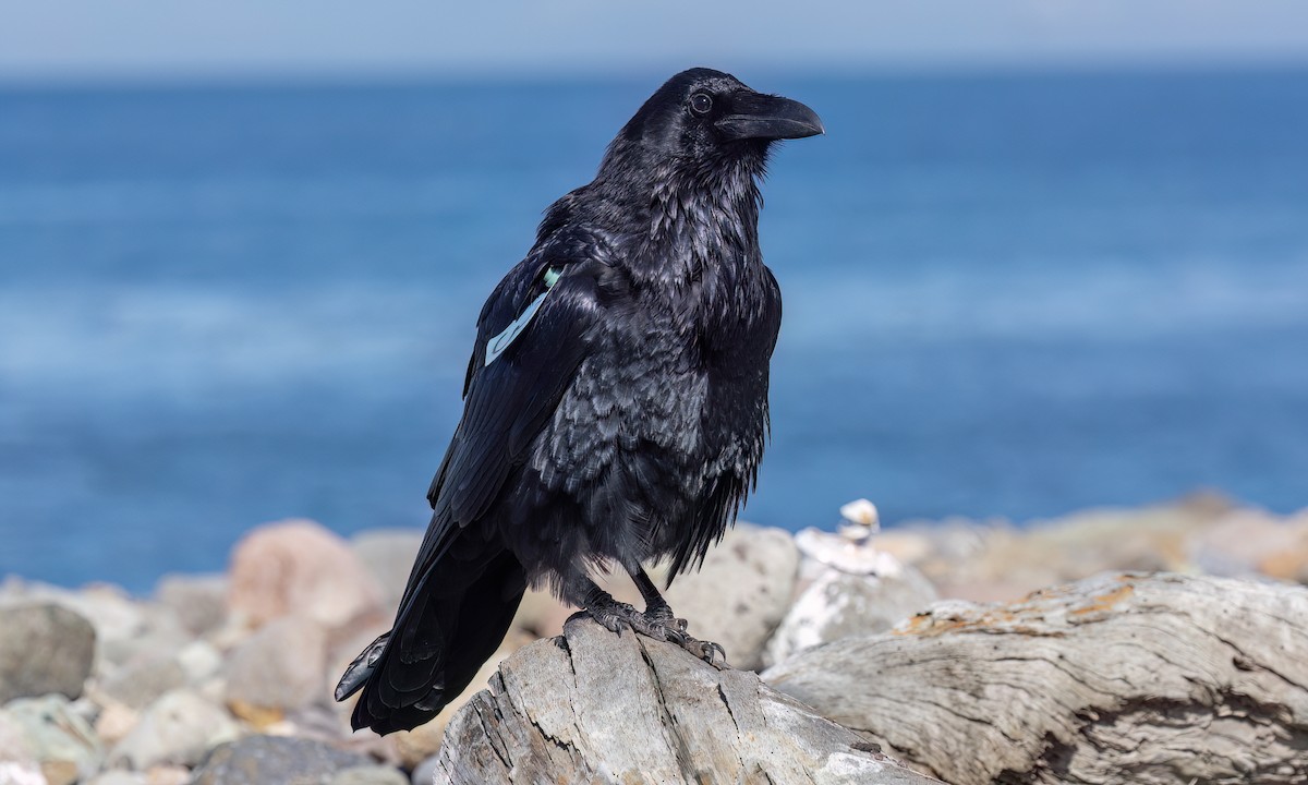 Common Raven - ML643865026