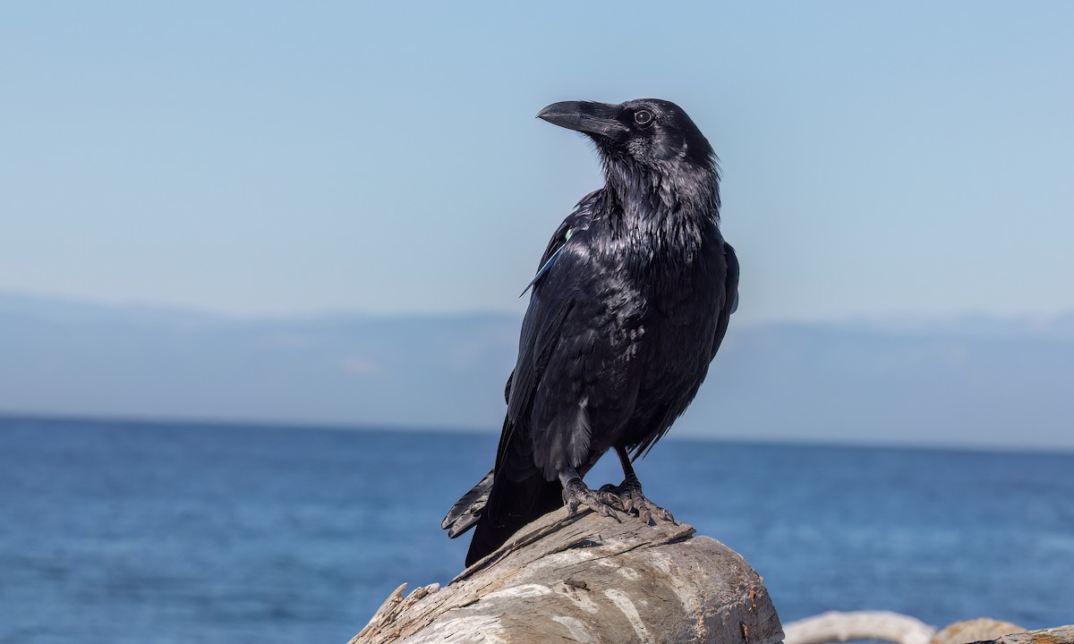 Common Raven - ML643865027