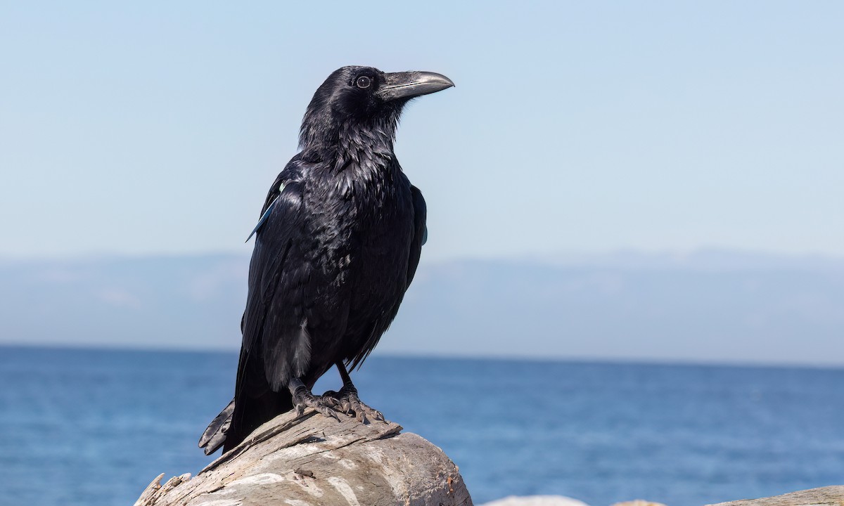 Common Raven - ML643865028