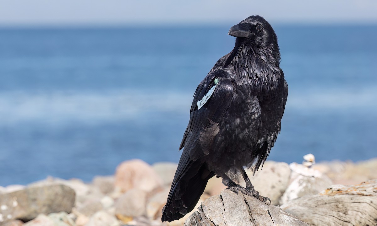 Common Raven - ML643865029