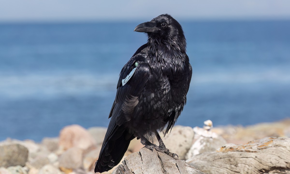 Common Raven - ML643865030