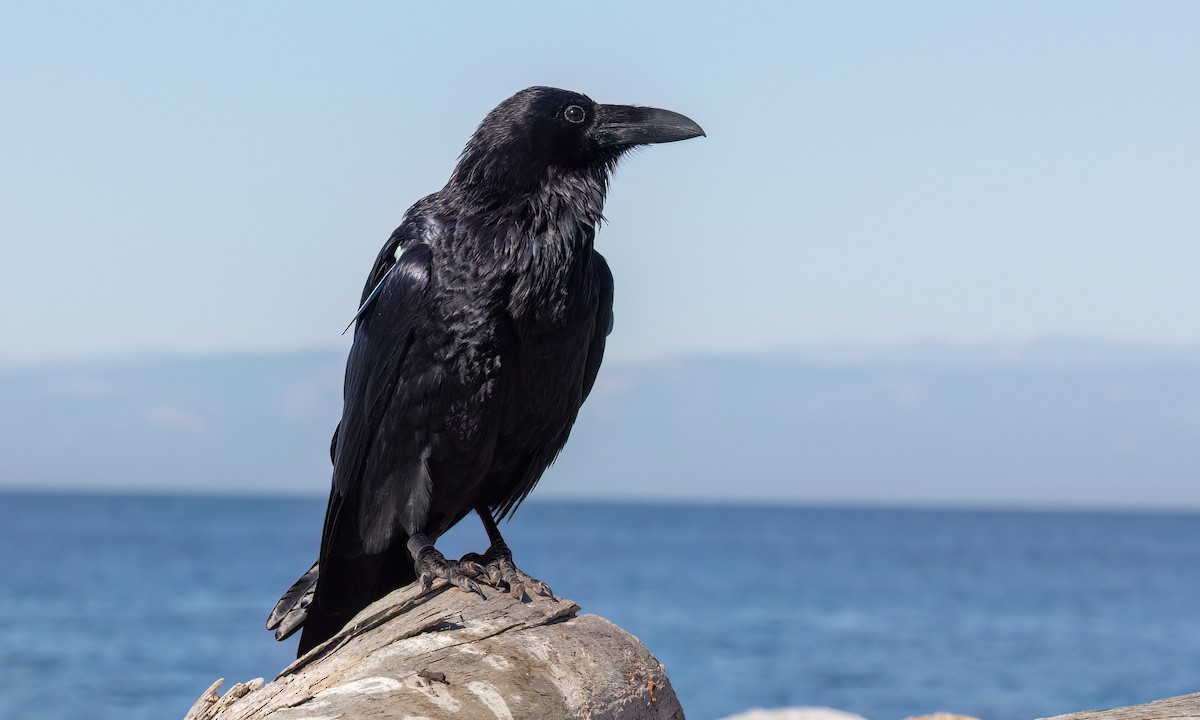 Common Raven - ML643865031
