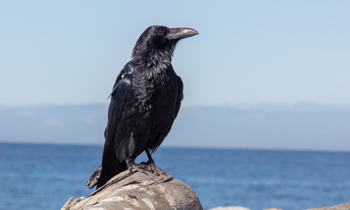 Common Raven - ML643865032