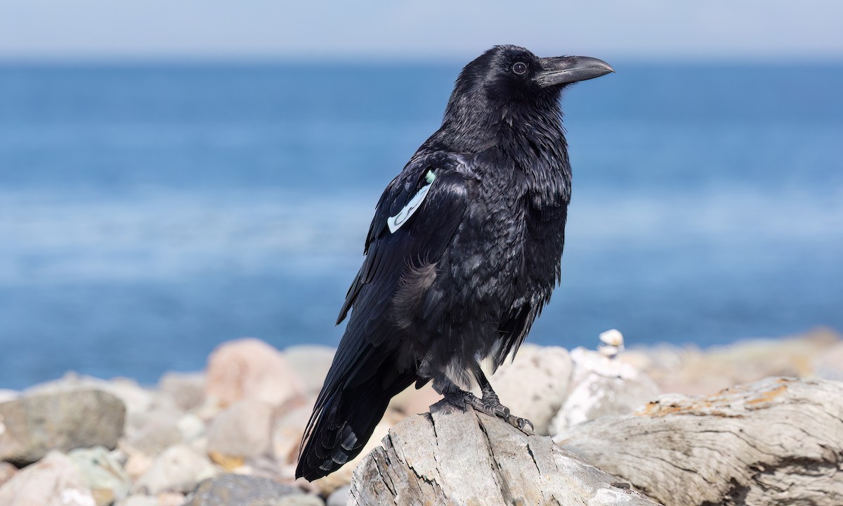 Common Raven - ML643865033