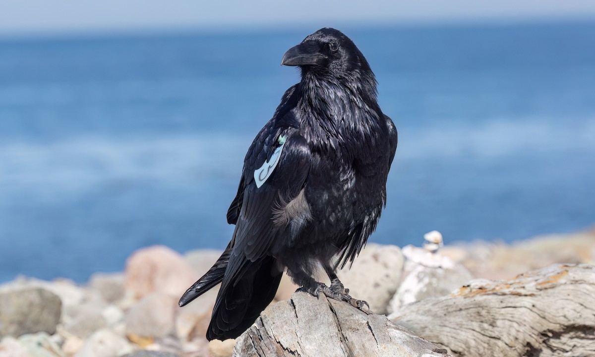 Common Raven - ML643865034