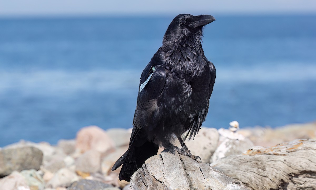 Common Raven - ML643865035