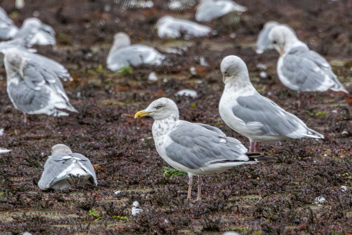 American Herring Gull - ML643865039