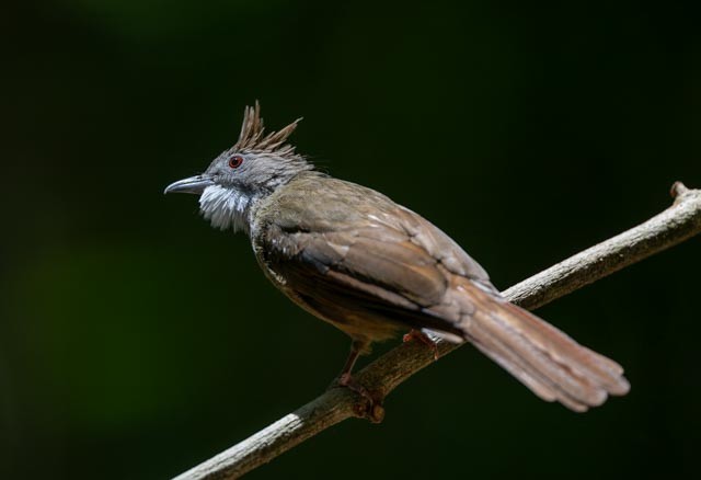 Penan Bulbul - ML643865064