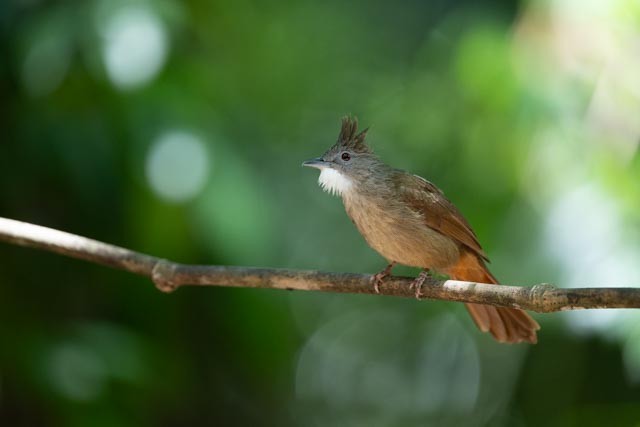 Penan Bulbul - ML643865065