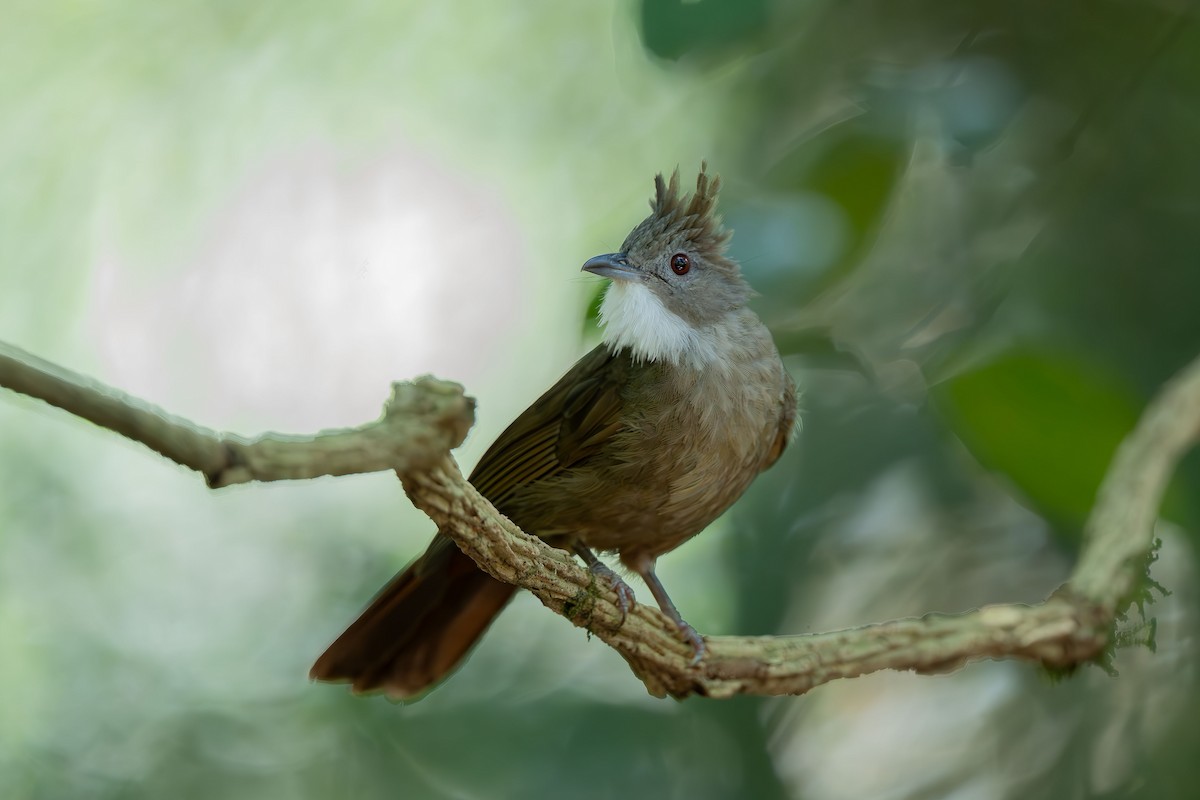 Penan Bulbul - ML643865066