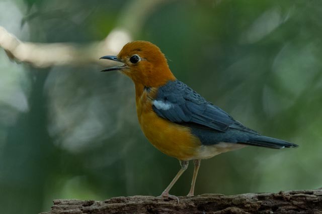 Orange-headed Thrush - ML643865069