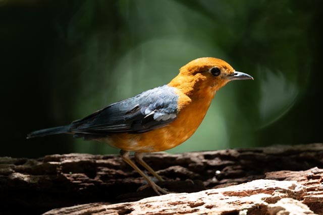 Orange-headed Thrush - ML643865070