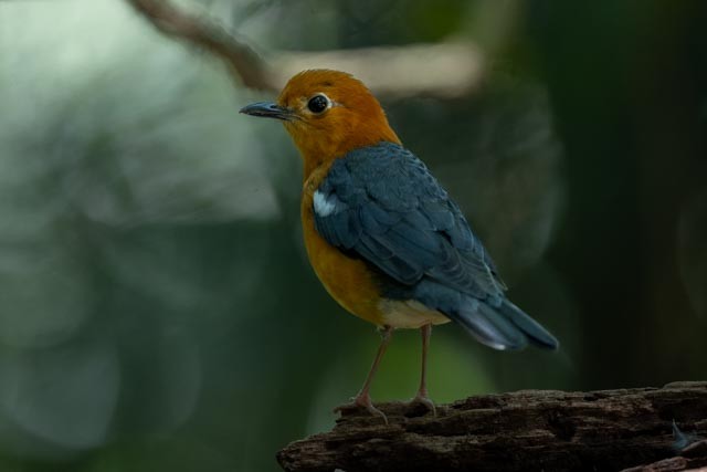 Orange-headed Thrush - ML643865071