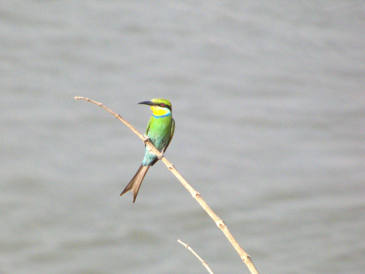 Swallow-tailed Bee-eater - ML643865072