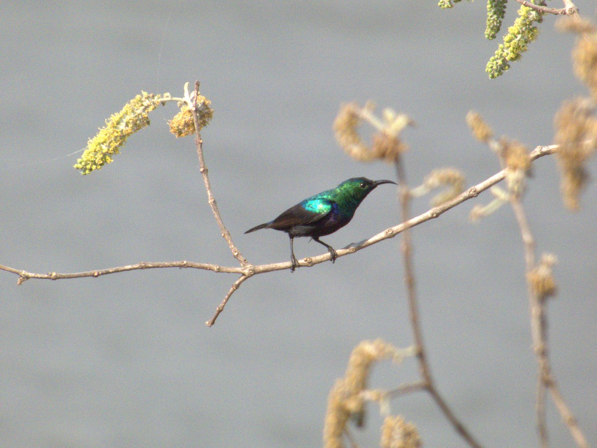 Purple-banded Sunbird - ML643865095