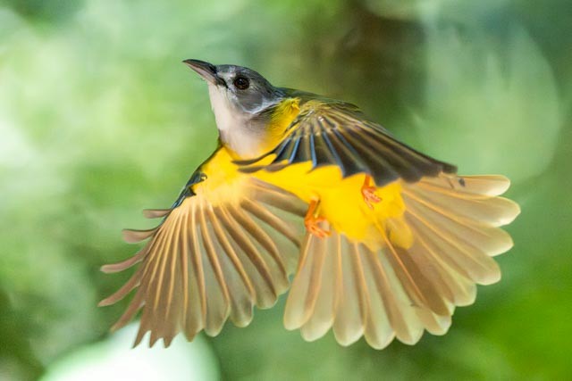 Yellow-bellied Bulbul - ML643865096