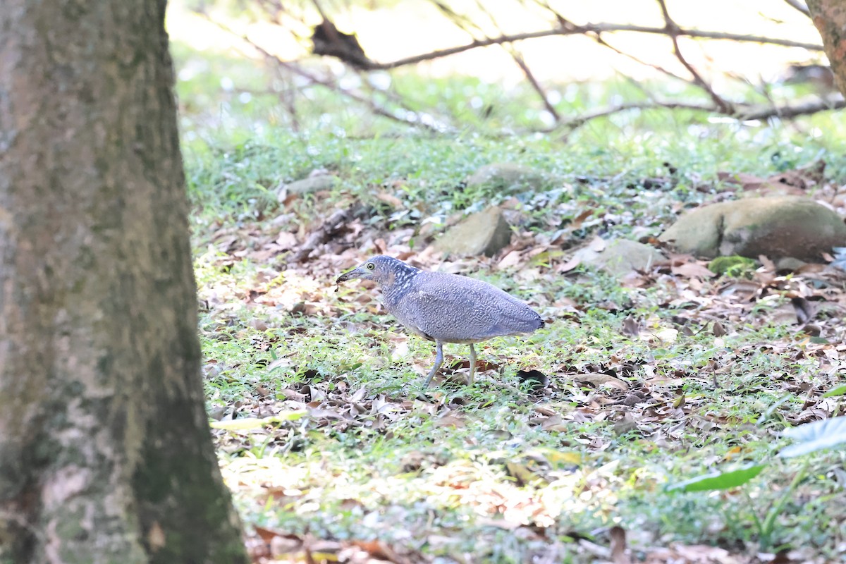 Malayan Night Heron - ML643865098