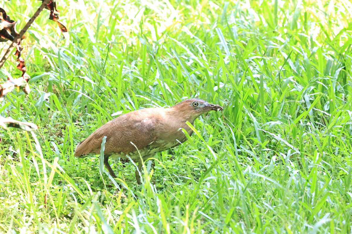 Malayan Night Heron - ML643865099