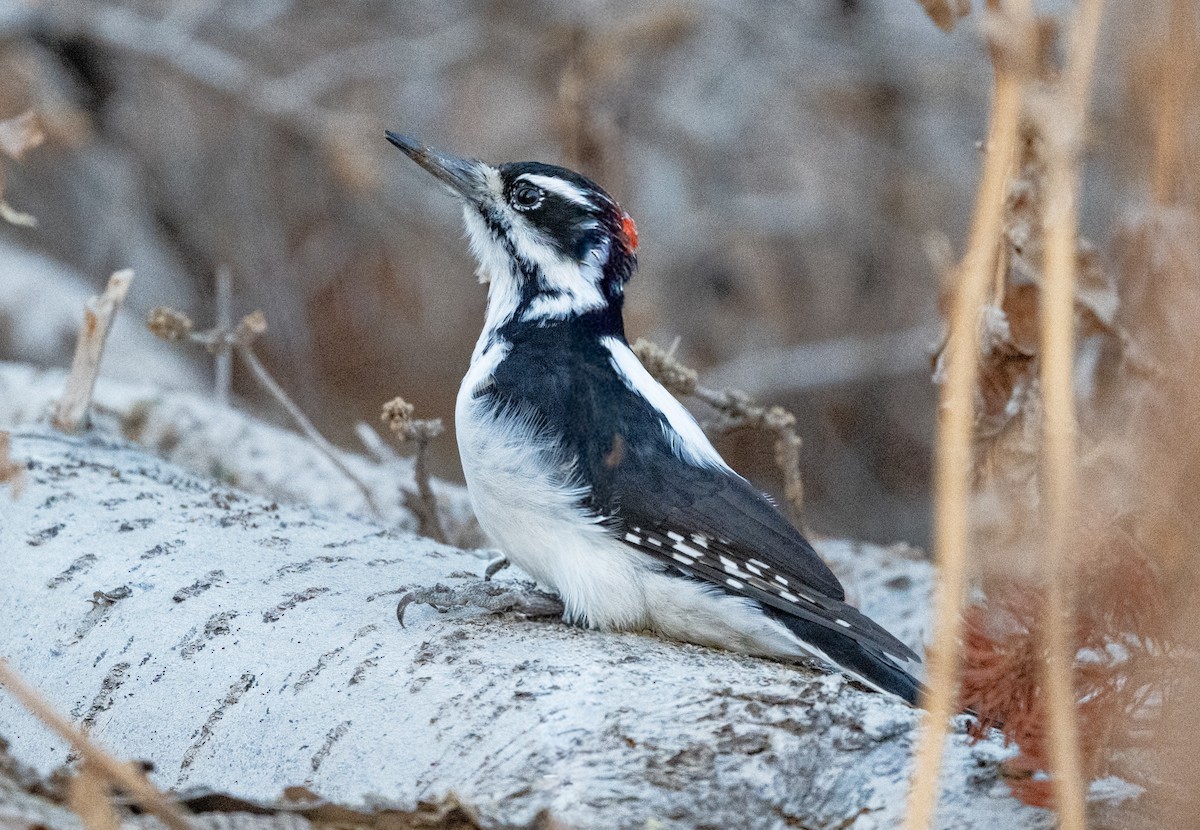 Hairy Woodpecker - ML643865115