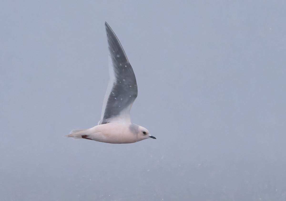 Pembe Martı - ML643865116