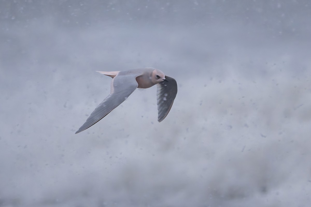 Pembe Martı - ML643865117