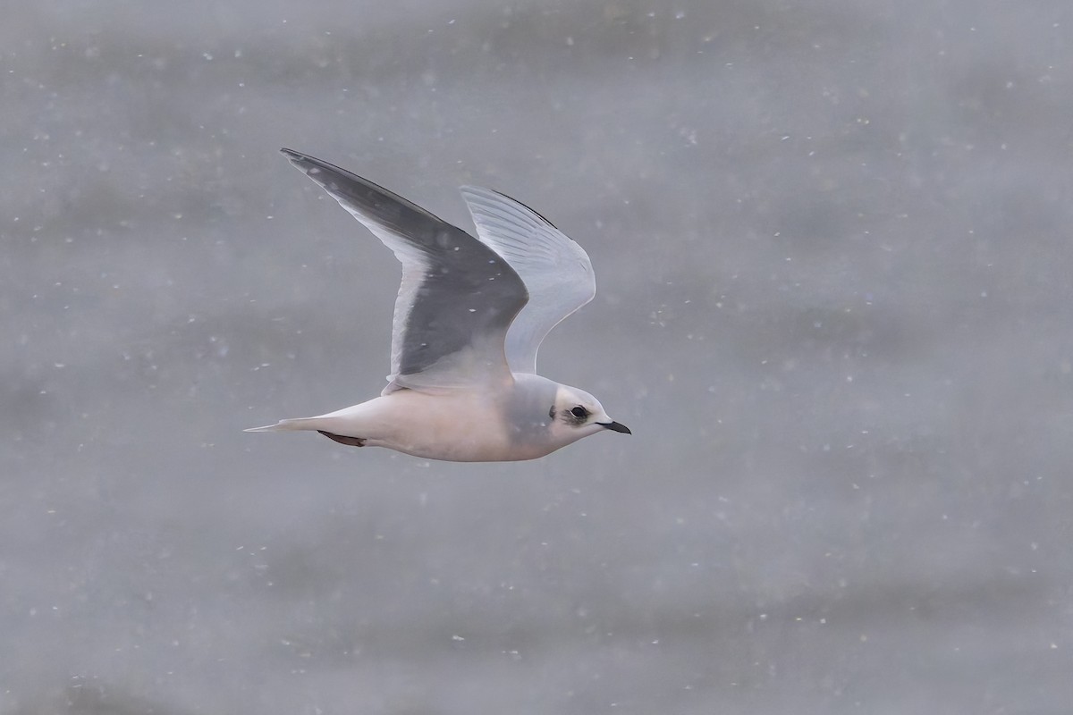 Pembe Martı - ML643865119